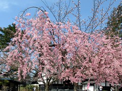 Cherry Blossoms Festival