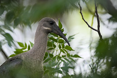 Hadeda Ibis Nuzzles Leaf