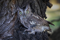 Screech Owl 7963