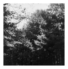 Trees and power/telephone lines in dramatic light, Woodbridge