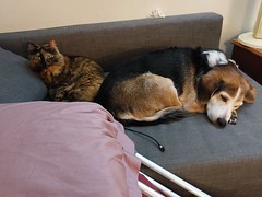 Rogue and Copper Enjoying the Couch Together