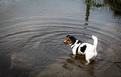 Boxing Day Swim?