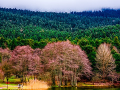 lakeside view