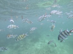 Scissortail Sergeant in Seychelles