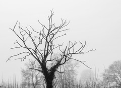 Fog, Mickle Trafford, Cheshire, UK, B/white,