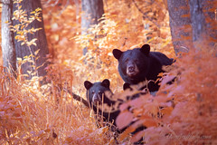 Mom and cubs in aerochrome