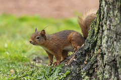 Red Squirrel