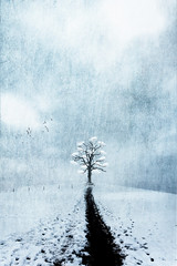 Lone Tree In Winter