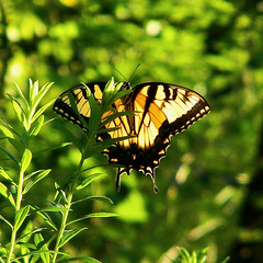 Eastern Tiger Swallowtail