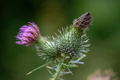 A purple crown amidst a sea of green spikes