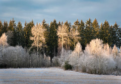 Frosty Composition