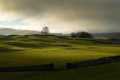 Wensleydale