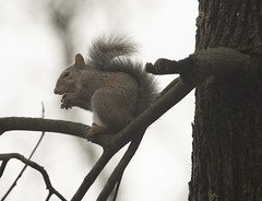 Christmas Squirrels