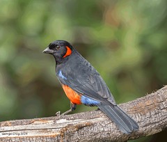 Scarlet bellied Mountain Tanager