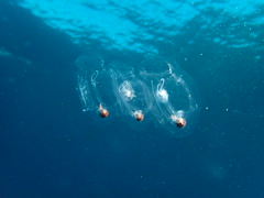 Salp Overflow