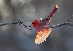 Northern Cardinal Takes A Bow