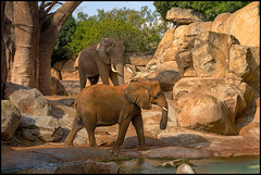 African Elephant (3 of 4) | Valencia, País de Valencia