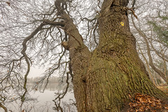 werder - alte eiche am see