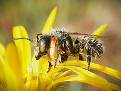 Soaked Longhorn Bee, Gardiner, WA, September 2024