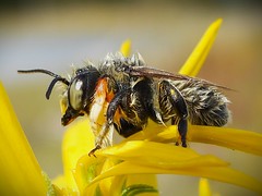 Soaked Longhorn Bee, Gardiner, WA, September 2024