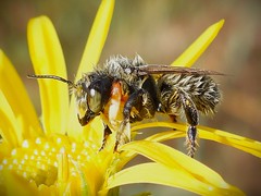 Soaked Longhorn Bee, Gardiner, WA, September 2024