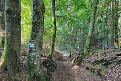 Enjoying the Mullerthal Trail