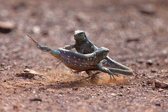 Laurenti's whiptail (Cnemidophorus murinus)