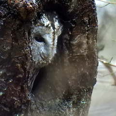 Tawny owl, brown owl, Strix aluco, Kattuggla