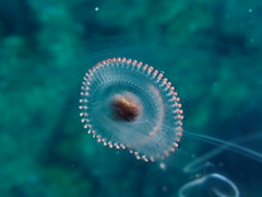 Salp Overflow