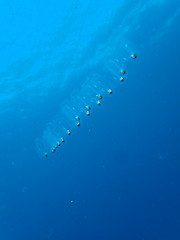 Salp Overflow