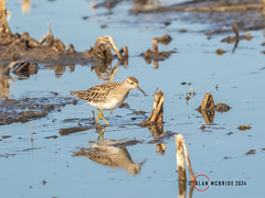 Sharp-tailed Sandpiper PC287274.jpg