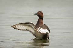 Ferruginous Duck 801_3698.jpg