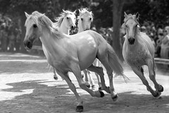 Spectacle Equestre 3 - 27