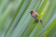 Scaly-breasted munia, Mauritius