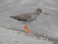 Redshank DSCN7554