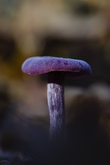 Laccaria amethystina