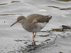 Redshank DSCN7532