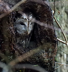 Tawny owl, brown owl, Strix aluco, Kattuggla