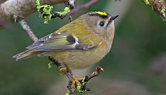 Goldcrest (explored)