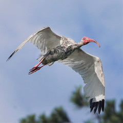 American White Ibis