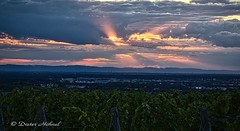 Sonnenuntergang über der Rheinebene