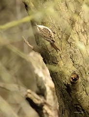 Short-Toed Treecreeper | Boomkruiper | Gartenbaumläufer, (Certhia brachydactyla)