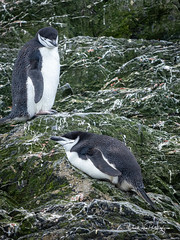 Chinstrap Penguins