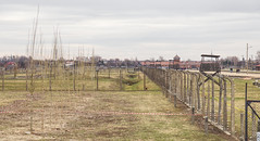 A Landscape of Birkenau