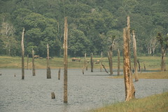 Elephants at Pariyar Wildlife