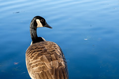 A Canada goose (Branta canadensis) at Fountain City Lake (also known as 