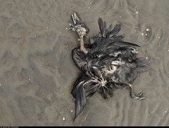 20240902_1 Dead common eider (Somateria mollissima) on beach in Halmstad, Halland, Sweden