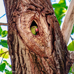 Peekaboo  Rose-ringed Parakeet