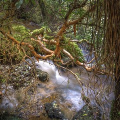 Kotukutuku over stream -   Catlins, NZ