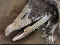 20240902_3 Dead seabird (eider?) on beach in Halmstad, Halland, Sweden